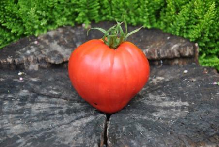 196/21 Cancelmo family serce