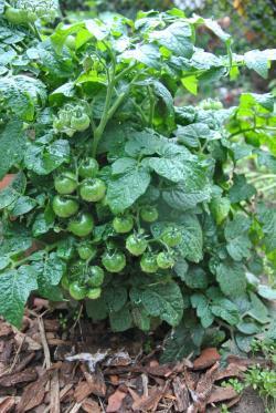 212/21 Reina red micro - micro dwarf