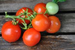 212/21 Reina red micro - micro dwarf