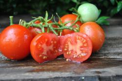 212/21 Reina red micro - micro dwarf