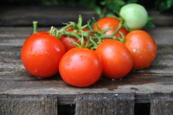 212/21 Reina red micro - micro dwarf