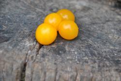 217/12 Hahms gelbe - micro dwarf