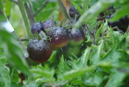 Dancing white smurfs