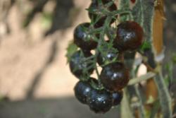 Dancing white smurfs