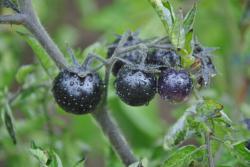 Dancing white smurfs