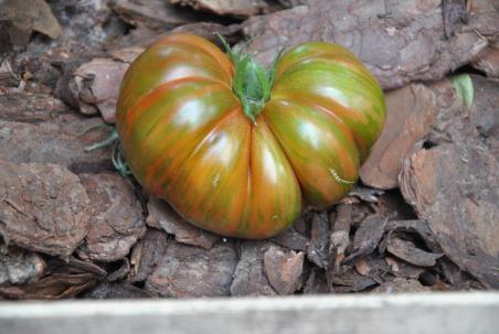 194/21 Siegiel's dark striped