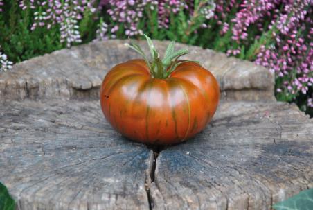 194/21 Siegiel's dark striped