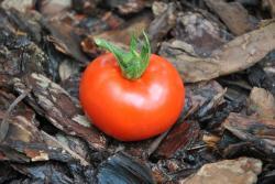 81/21 Sterling old norway