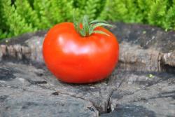 81/21 Sterling old norway