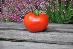 81/21 Sterling old norway