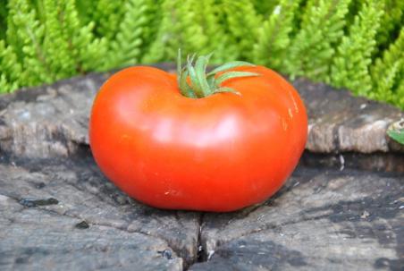 85/21 Sibirski niedzwiedź