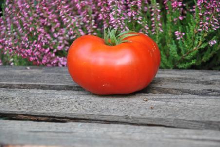 85/21 Sibirski niedzwiedź