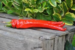 34B Mehmet's sweet turkish