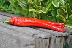 34B Mehmet's sweet turkish