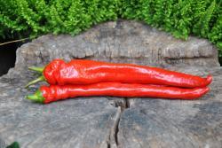 34B Mehmet's sweet turkish