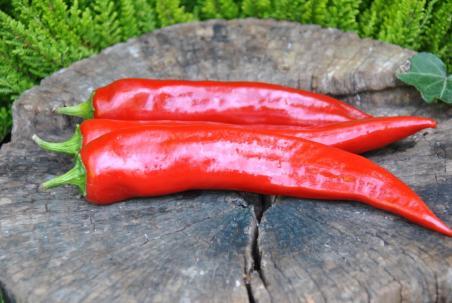 39B Swetesi pepper słodka