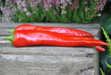 39B Swetesi pepper słodka