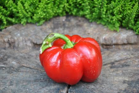 37B Weaver's mennonite słodka