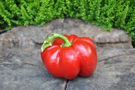 37B Weaver's mennonite słodka