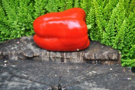 46B Carmagnola Rosso słodka