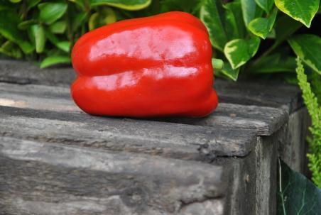 46B Carmagnola Rosso słodka