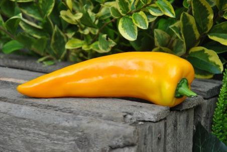 51B Golden treasure słodka