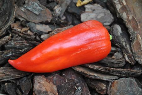 56B Snow white słodka