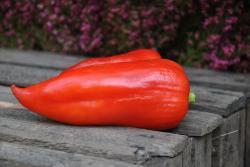 56B Snow white słodka