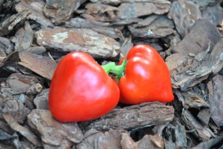 62B Little heart słodka