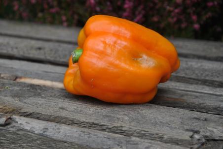 48B Orange sun słodka