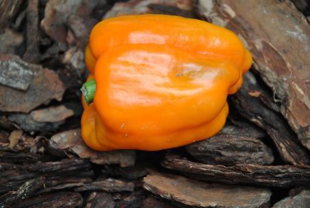 48B Orange sun słodka