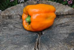 48B Orange sun słodka