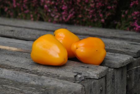 65B Mini bell yellow słodka