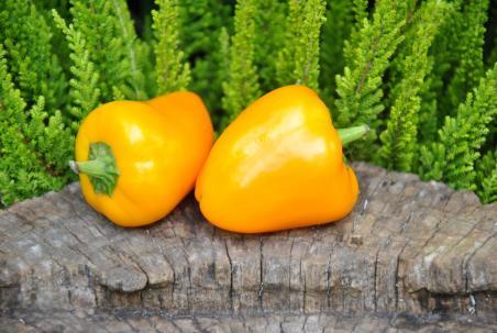 65B Mini bell yellow słodka