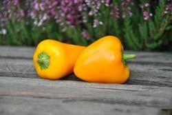 65B Mini bell yellow słodka