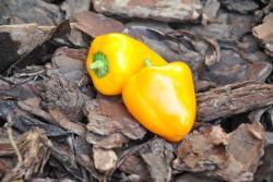 65B Mini bell yellow słodka