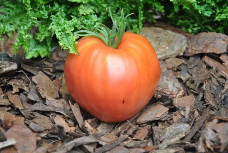 58/21 Jarusalem serce