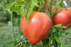 58/21 Jarusalem serce