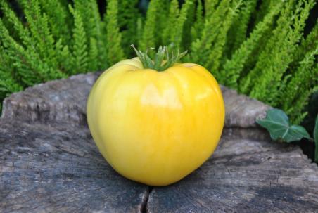 146/21 Huge lemon oxheart