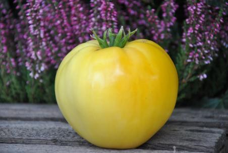 146/21 Huge lemon oxheart