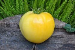 146/21 Huge lemon oxheart