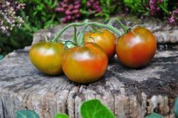 81/22 Pineapple blues