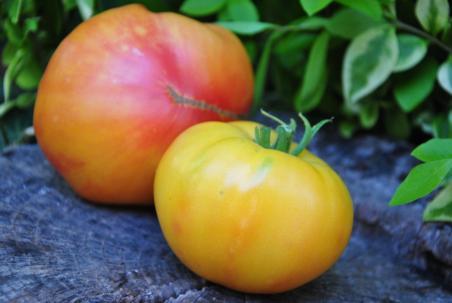 89/22 Southern pride