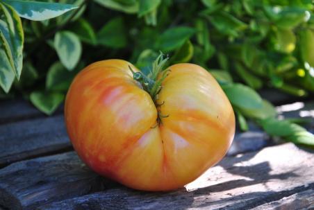 89/22 Southern pride