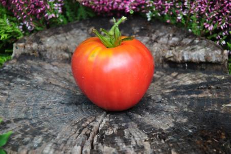 91/22 Red belly serce