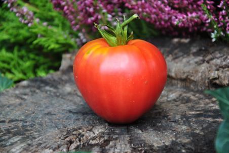 91/22 Red belly serce