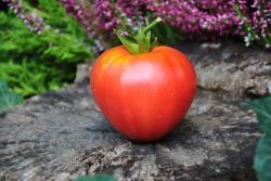 91/22 Red belly serce