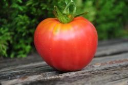 91/22 Red belly serce