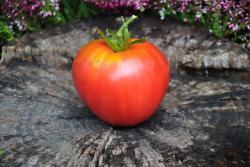 91/22 Red belly serce