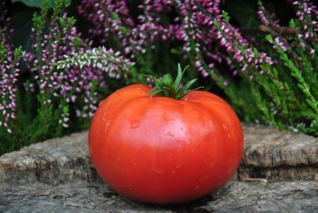 3/20 Middle tennessee